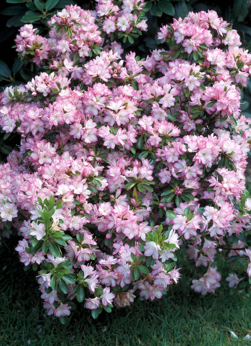 Azalea japonica 'Roehr's Peggy Ann' - Azalée du Japon