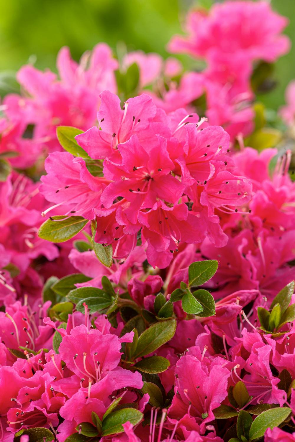 Azalea japonica 'Hino-Crimson' - Azalée du Japon