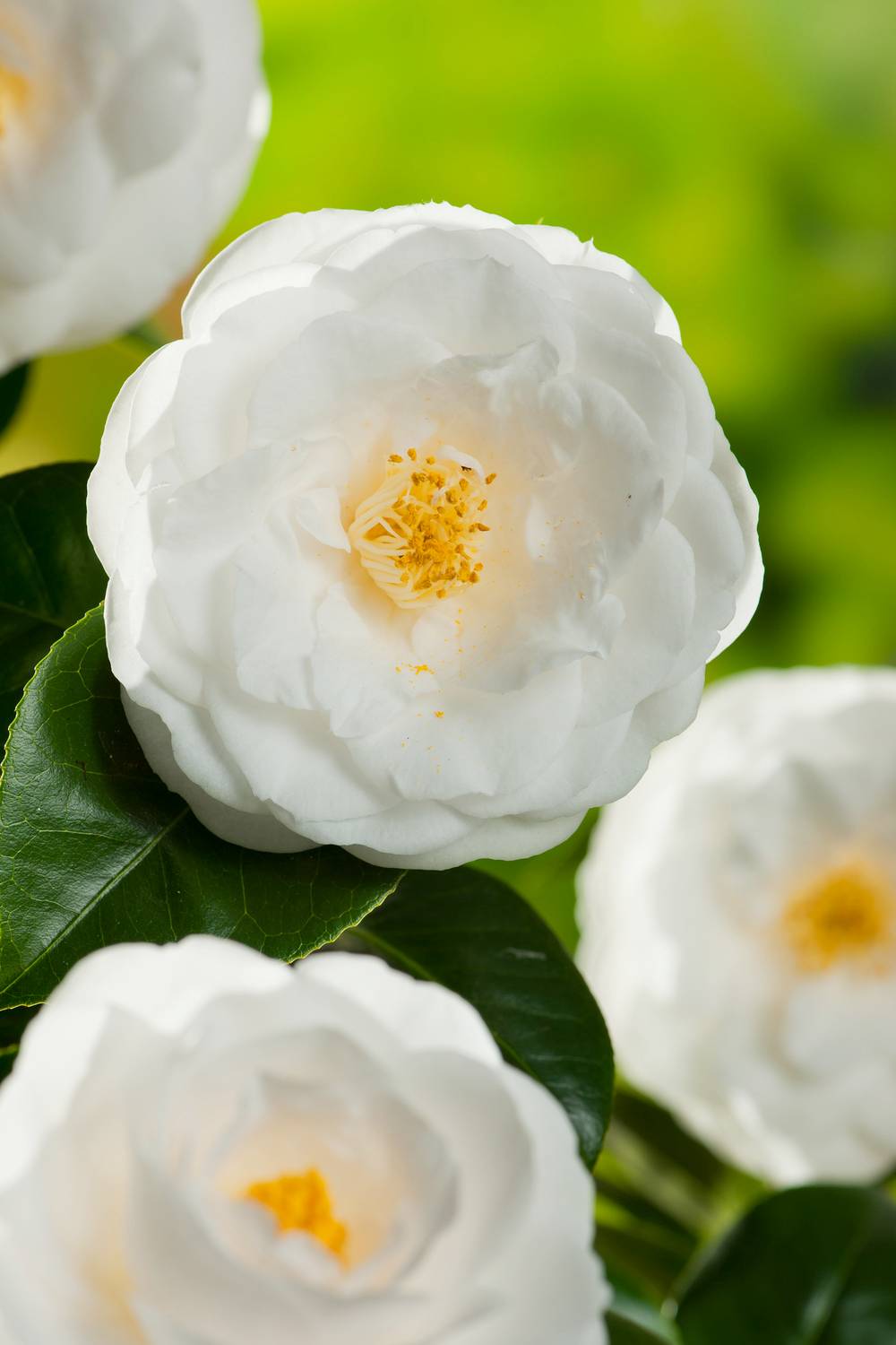 Camellia japonica 'Janet Waterhouse' - Camélia du Japon