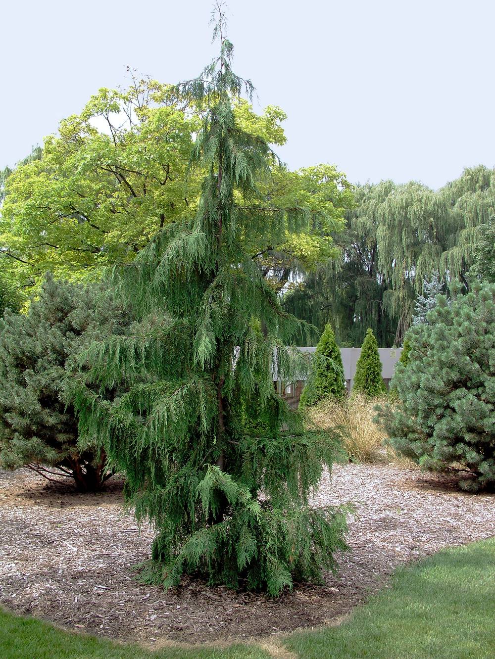 Chamaecyparis nootkatensis 'Pendula' - Cyprès pleureur