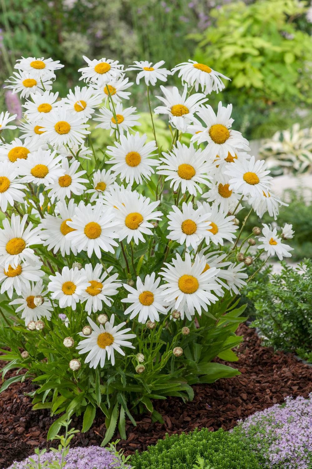 Leucanthemum assorti - Marguerite