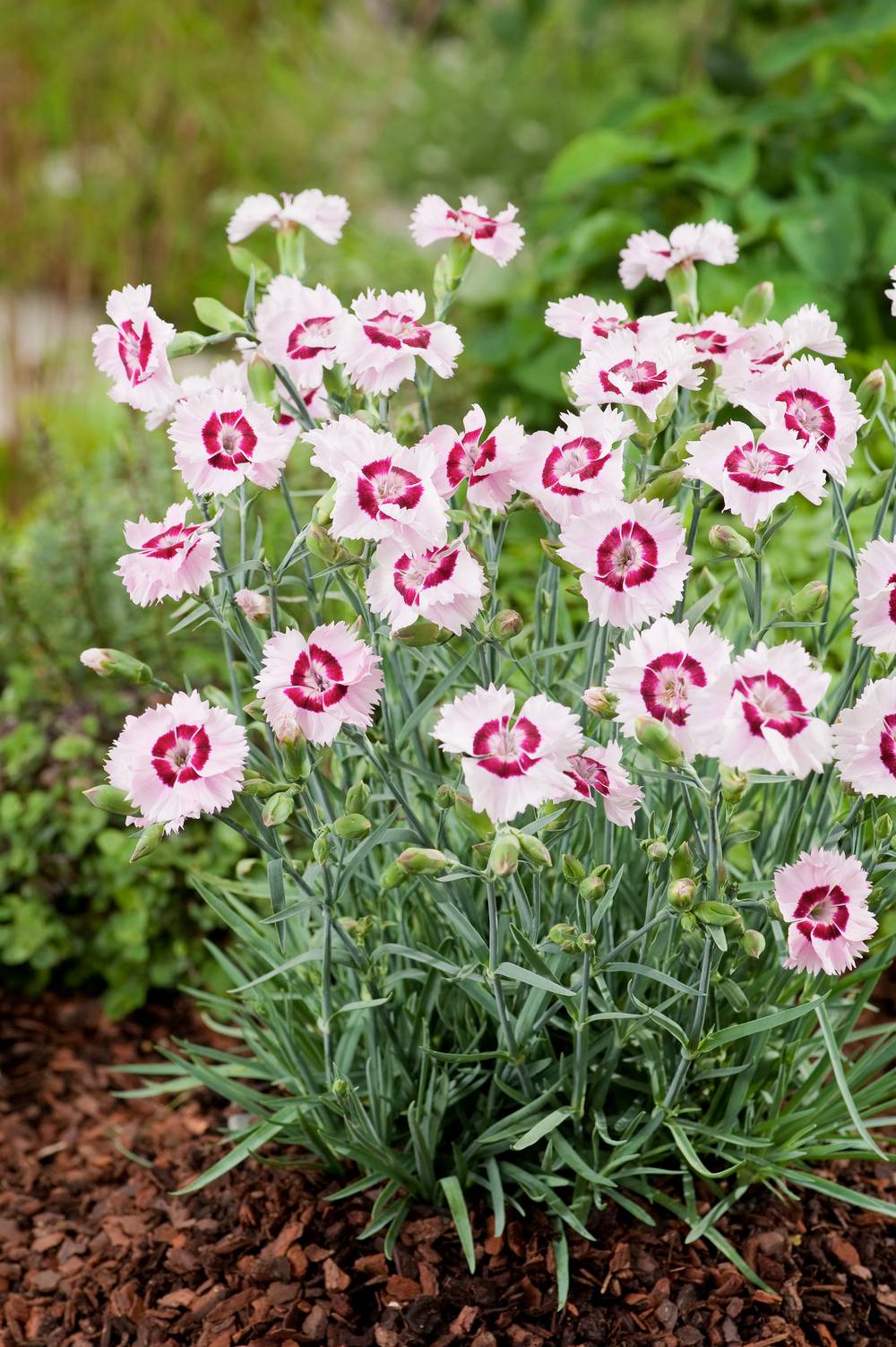 Ecloz - Dianthus plumarius 'Cherry Daiquiri' - ECLOZ - Œillet