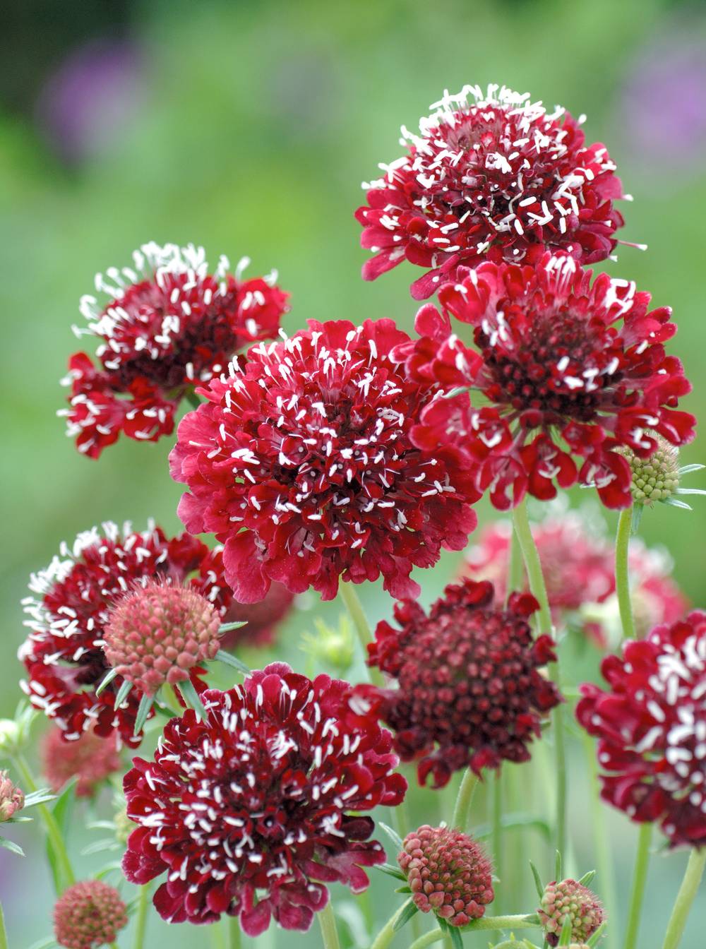 Scabiosa 'Raspberry Scoop'Théma: les bouquets - ECLOZ - Scabieuse - Pot ...