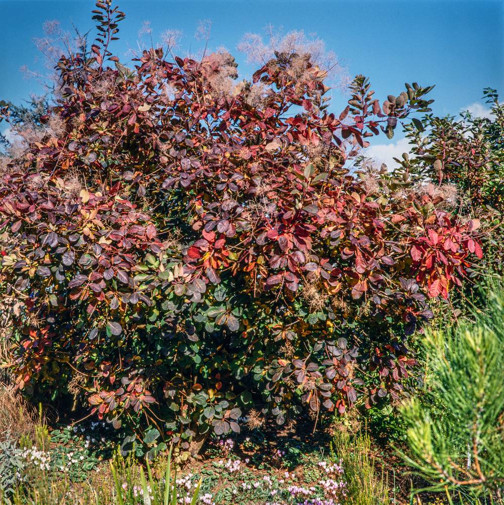 Cotinus coggygria 'Old Fashioned' - Arbre à perruques