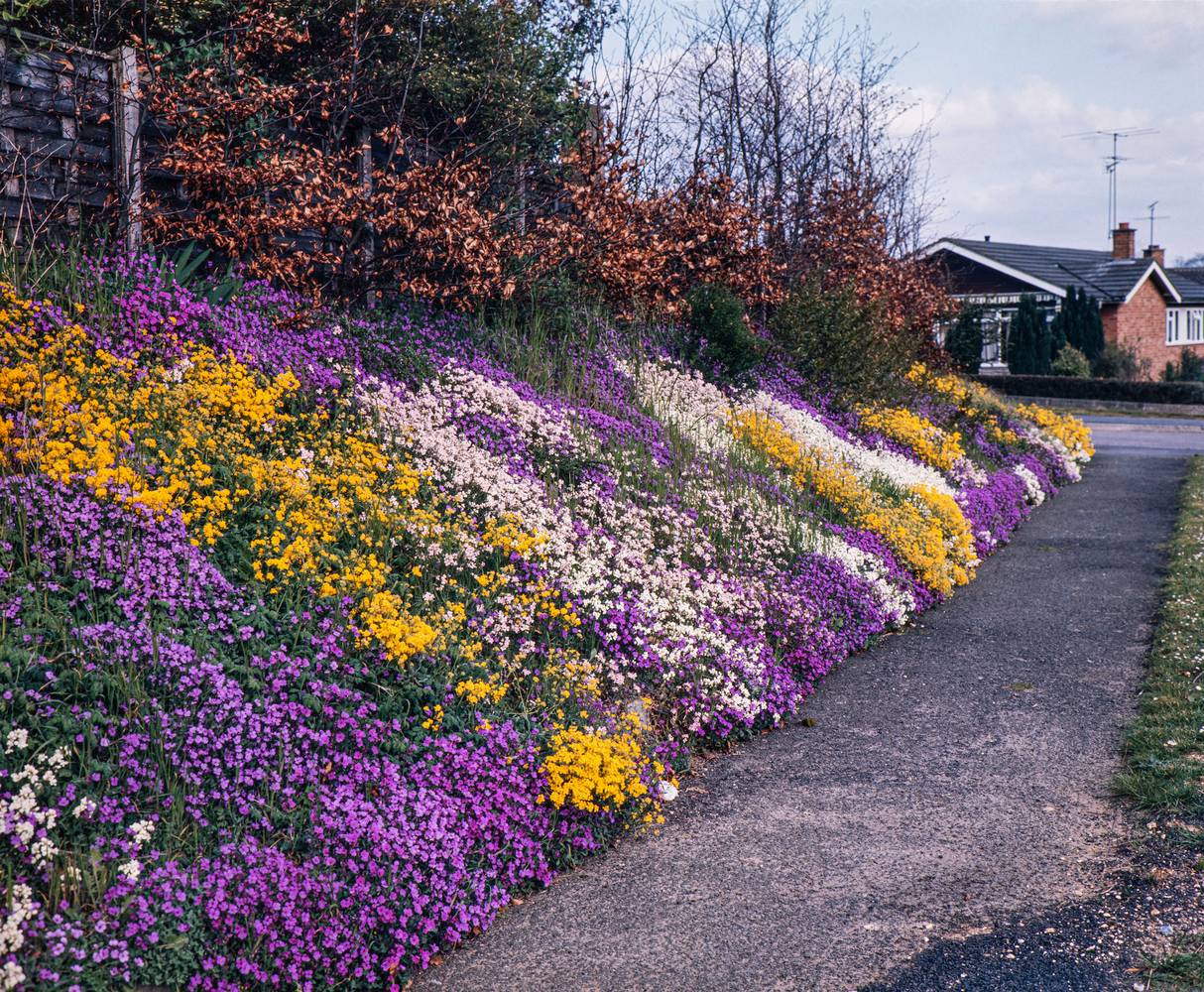 Ecloz - Aubrieta assorti - Aubriète