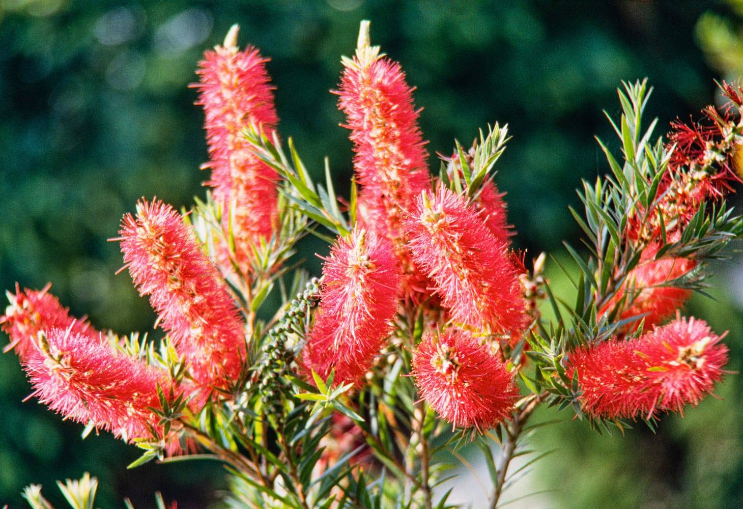 Callistemon rigidus - Rince-bouteille