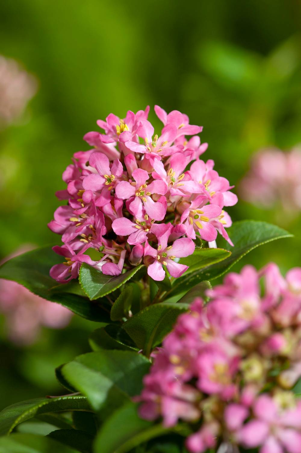 Escallonia 'Pink elle'