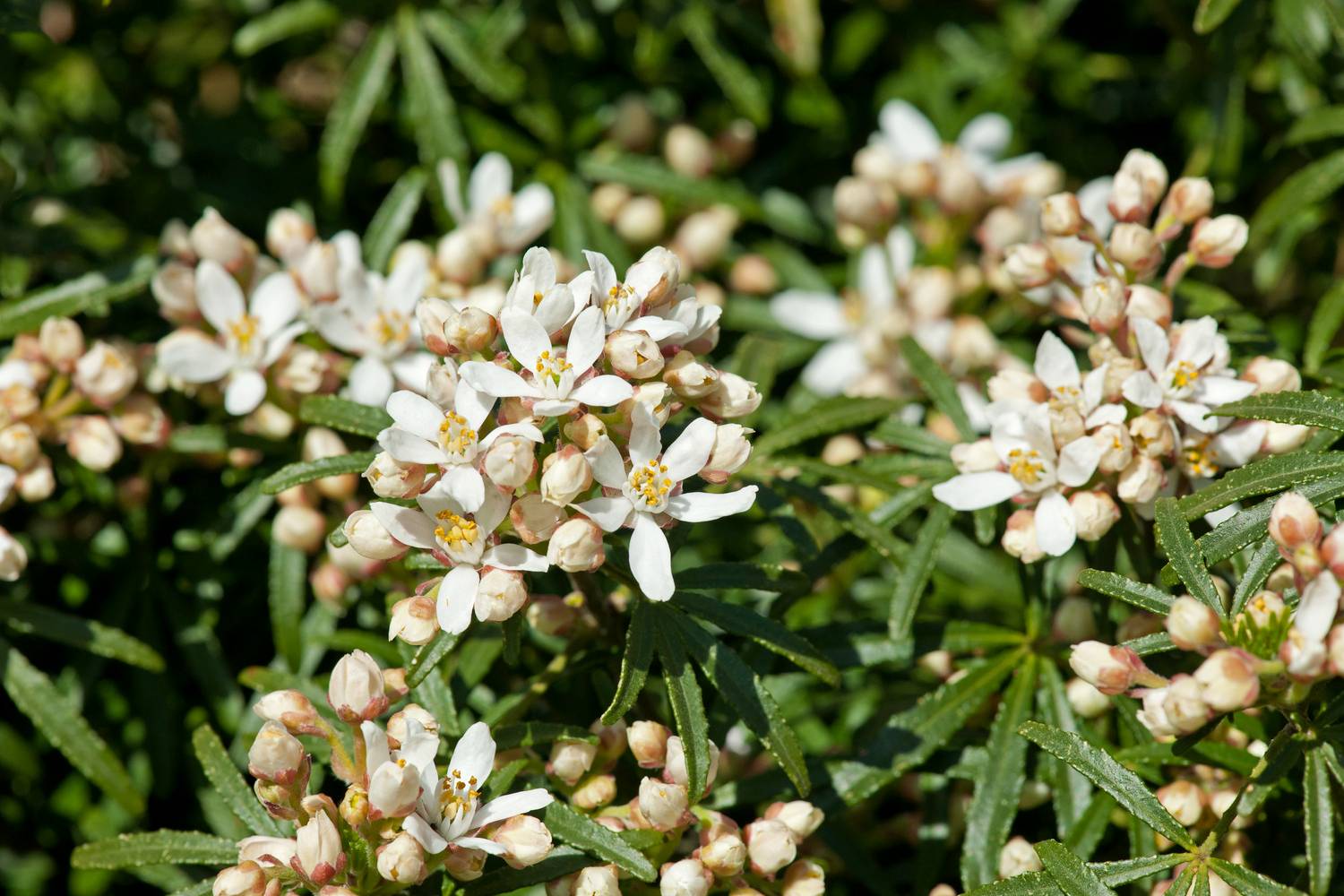 Choisya Ternata Oranger Du Mexique 25-30 Cm En Pot - Arbuste Persistant Fleurs Odorantes