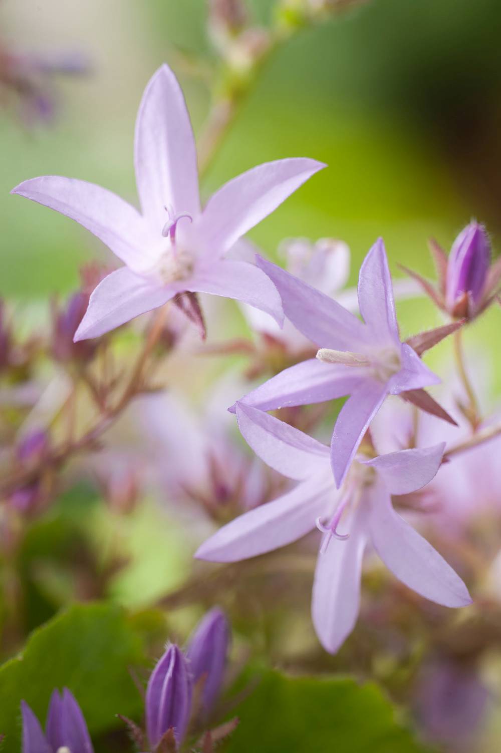 Campanula poscharskyana 'Lisduggan Variety' - ECLOZ - Campanule