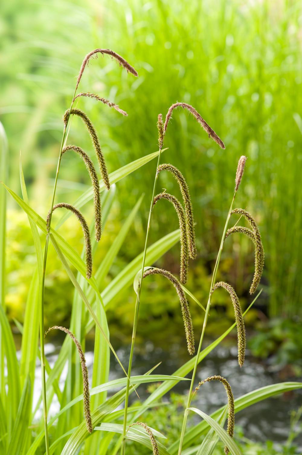 Carex pendula - Graminée Laîche pendante