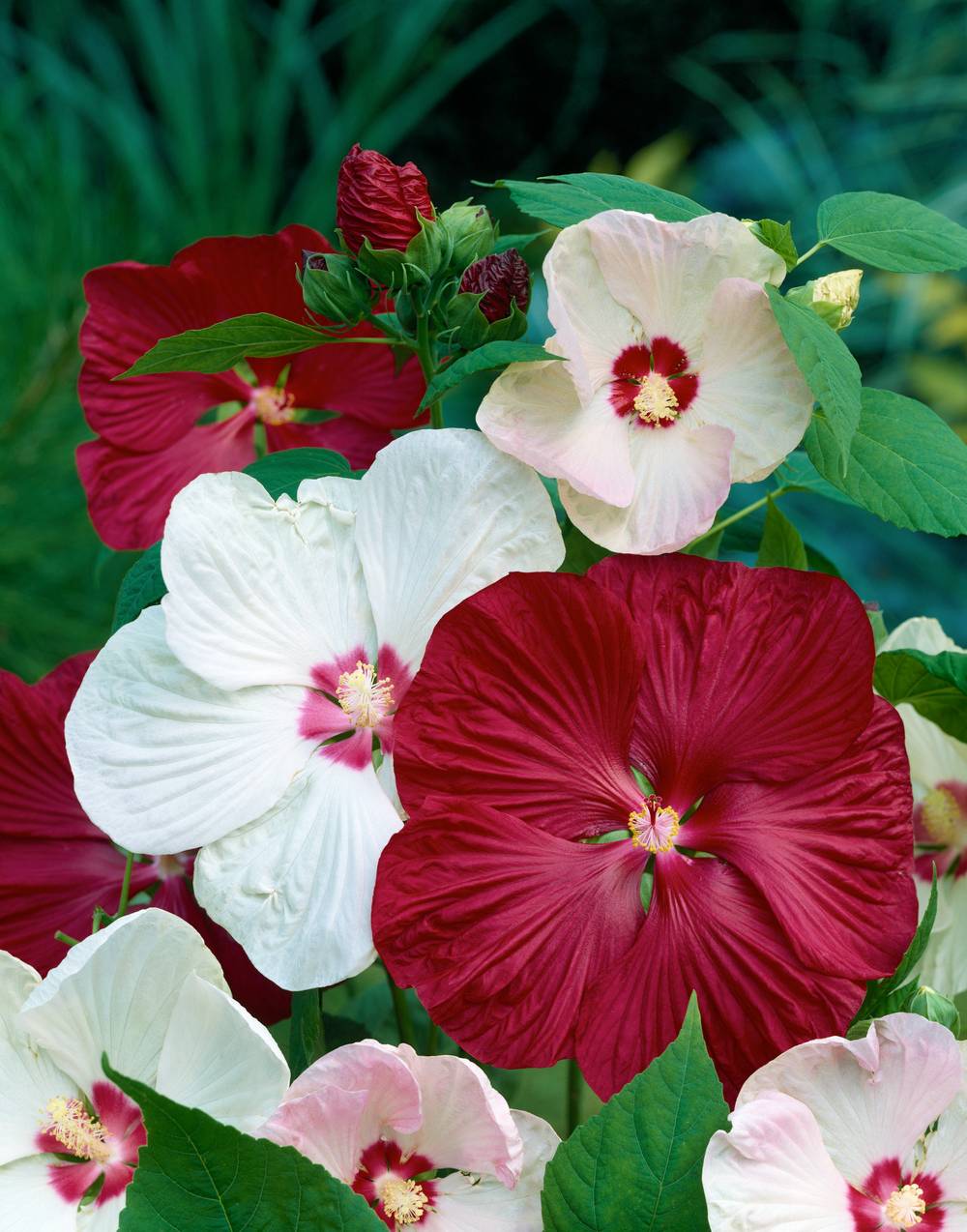 Hibiscus Moscheutos My Valentine