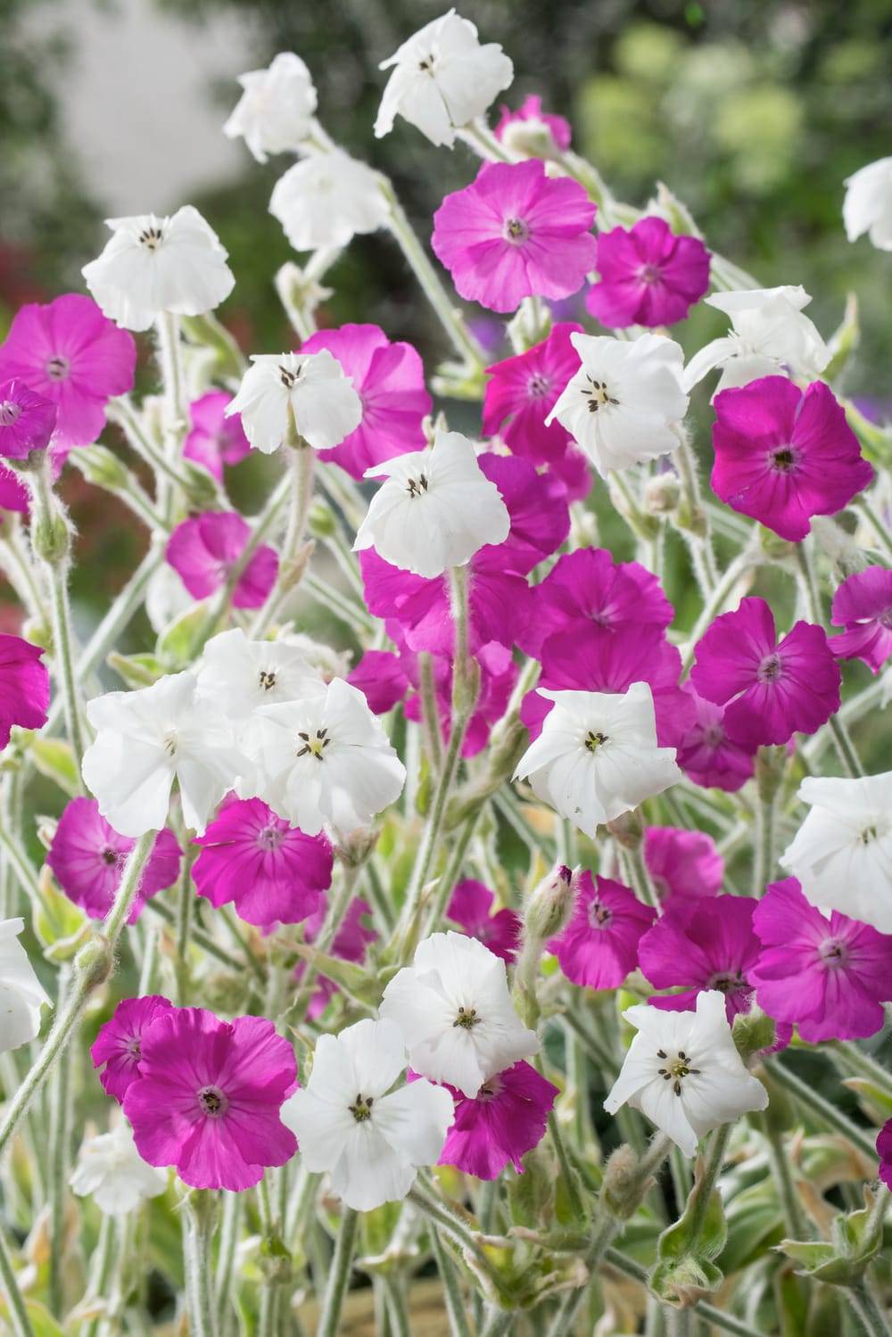 Lychnis coronaria - Coquelourde des jardins