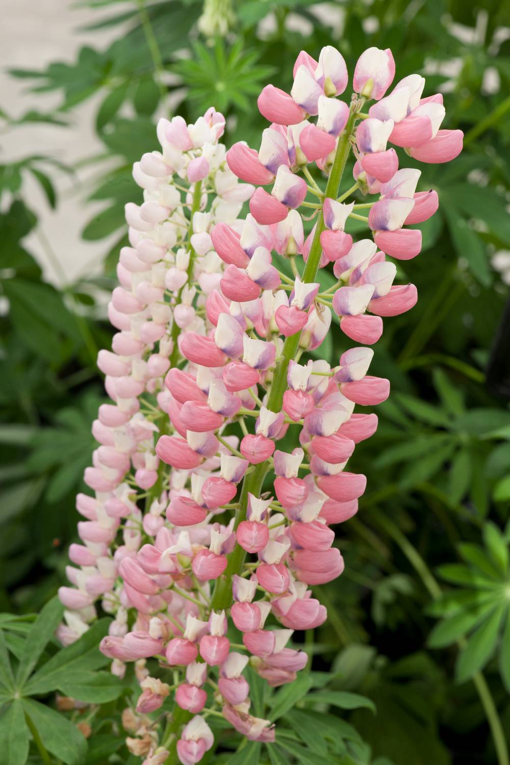 Ecloz - Lupinus polyphyllus 'Lupini Pink Shades' - ECLOZ - Lupin