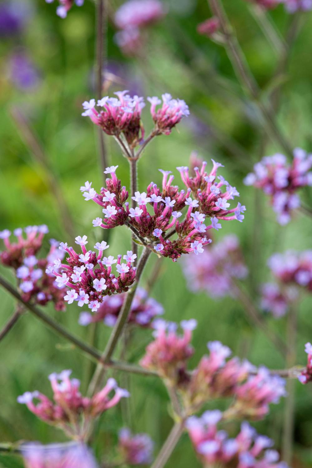 Ecloz - Verbena bonariensis 'Lollipop' - Théma: les mellifères - ECLOZ - Verveine de Buenos Aires