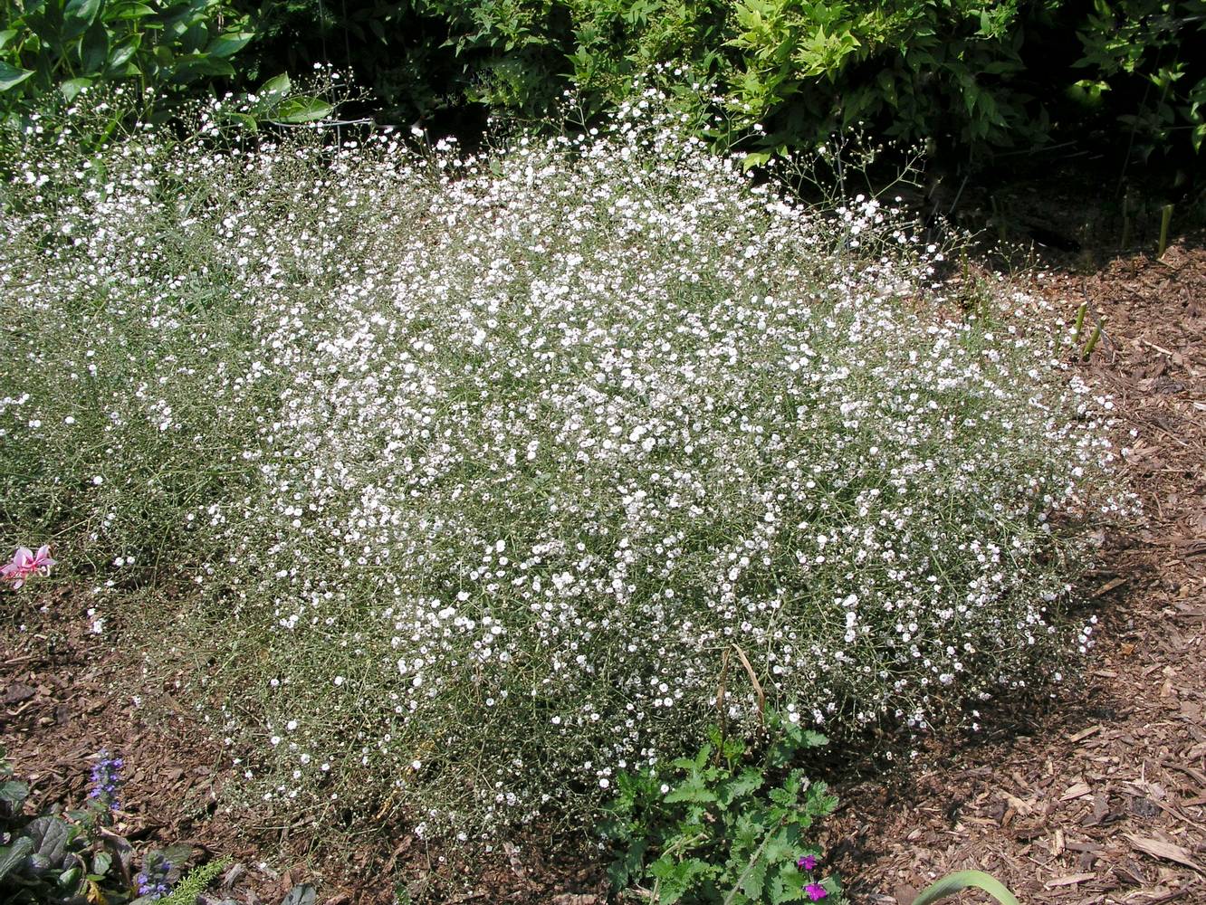 Ecloz - Gypsophila paniculata 'Festival White Flare'Théma: les bouquets - ECLOZ - Gypsophile bouillard