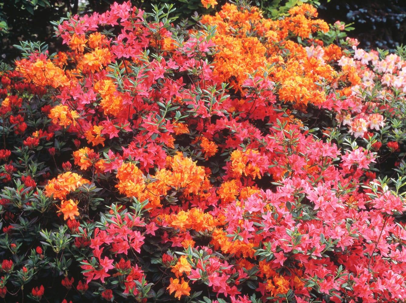 Azalea mollis 'Delicatissima' - Azalée de Chine