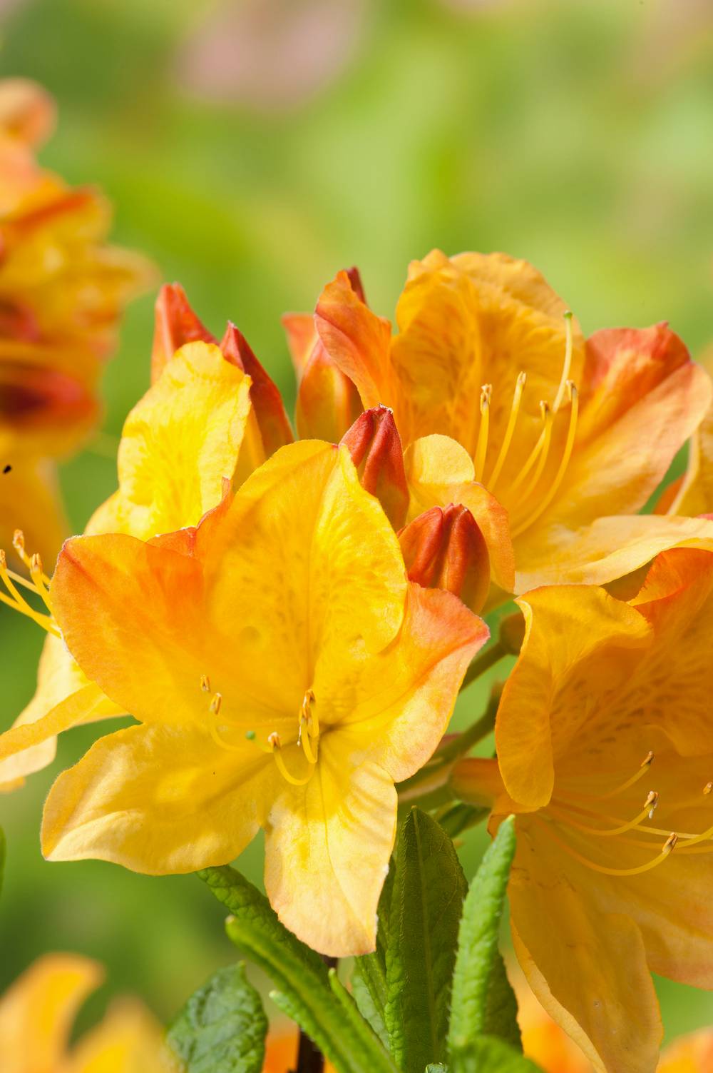 Azalea mollis 'Hortulanus H. Witte' - Azalée de Chine