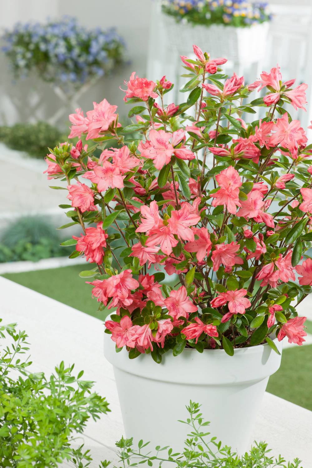 Azalea japonica Nakaharae 'Pink Pancake' - Azalée du Japon