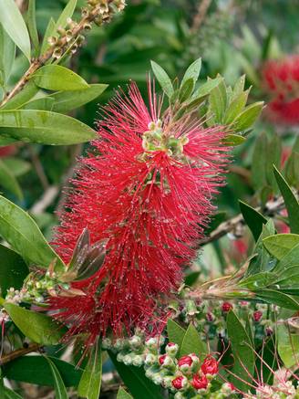 Callistemon 'Masotti' Mini Red - Rince-bouteille