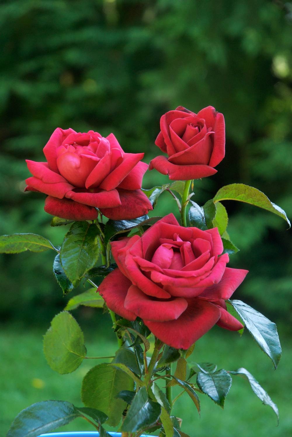 Rosier buisson 'Le Grand Huit®'