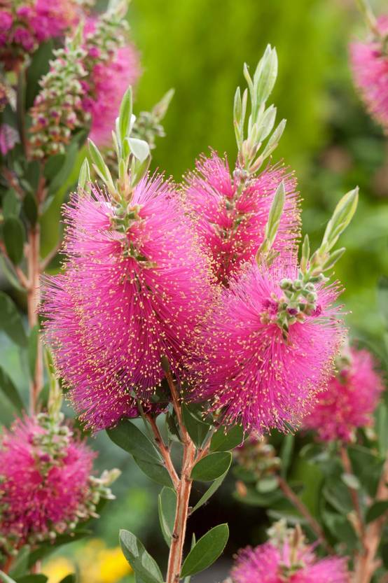 Callistemon viminalis 'Inferno' - Rince-bouteille