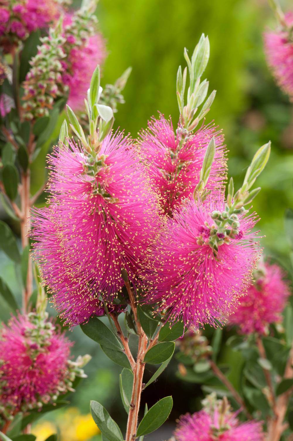 Callistemon viminalis 'Inferno' - Rince-bouteille