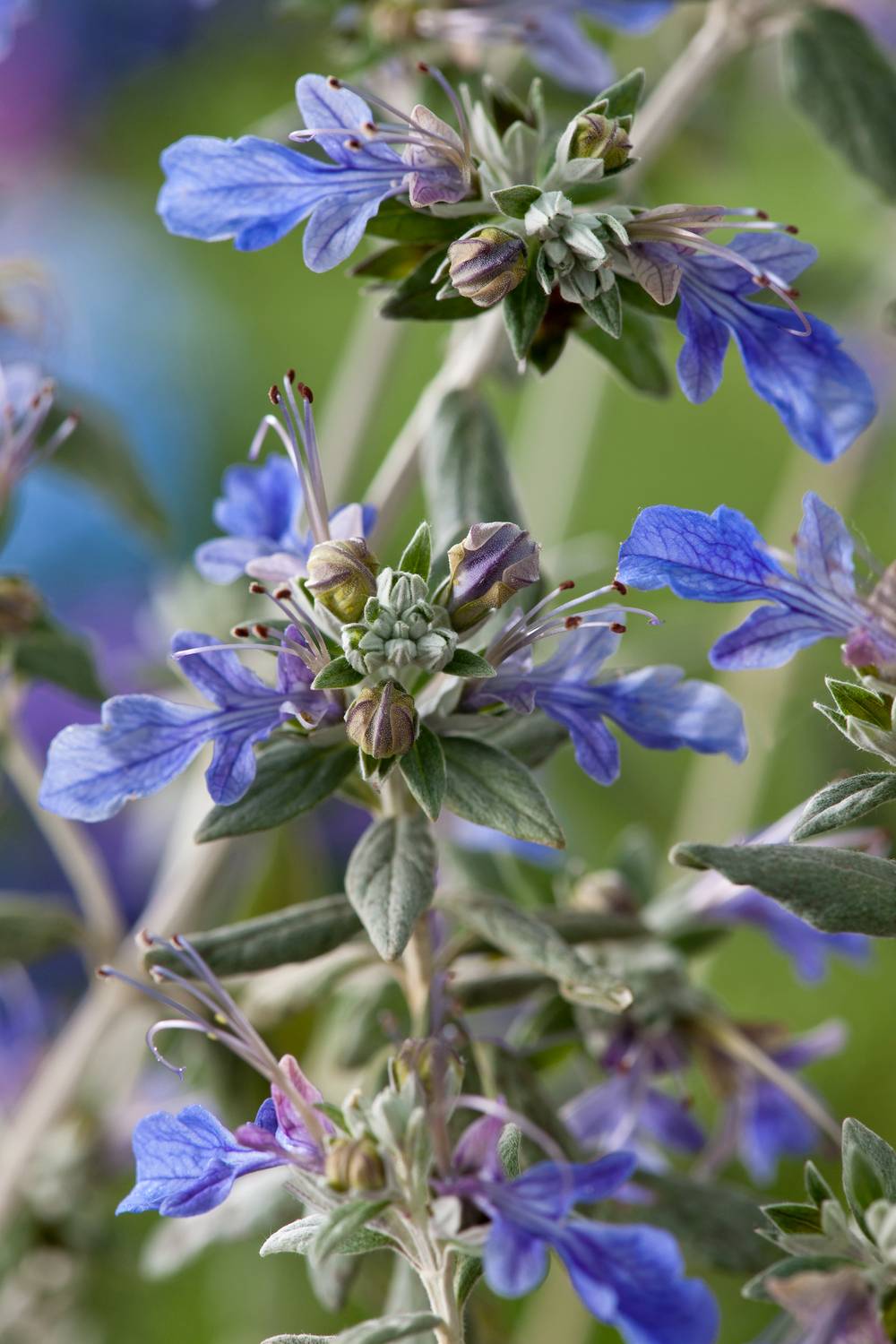 Teucrium fruticans 'Curacao' - Germandrée