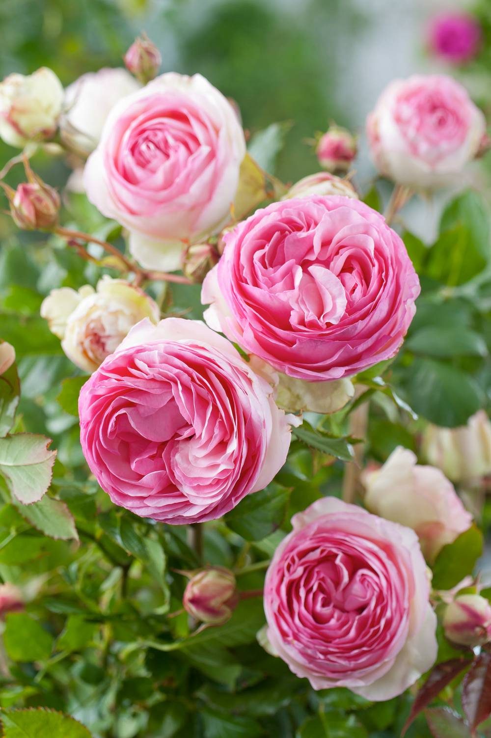 Rosier grimpant 'Pierre de Ronsard®'