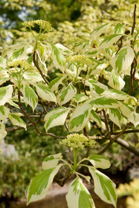 Cornus controversa 'Variegata' - Cornouiller des pagodes panaché