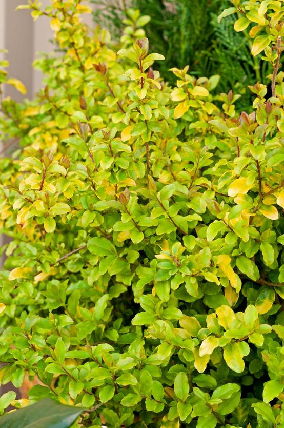 Ligustrum sinensis 'Sunshine' - Troène de Chine