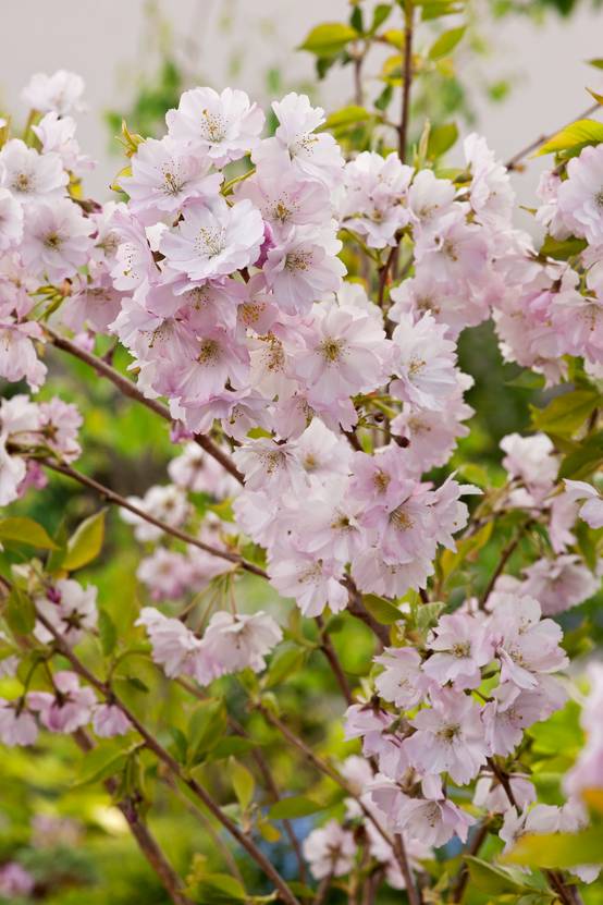 Prunus 'Accolade' - Cerisier du Japon