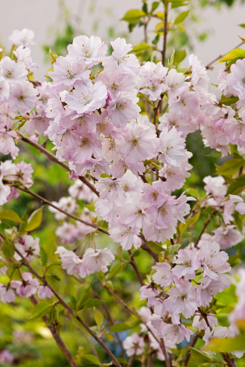 Prunus 'Accolade' - Cerisier du Japon