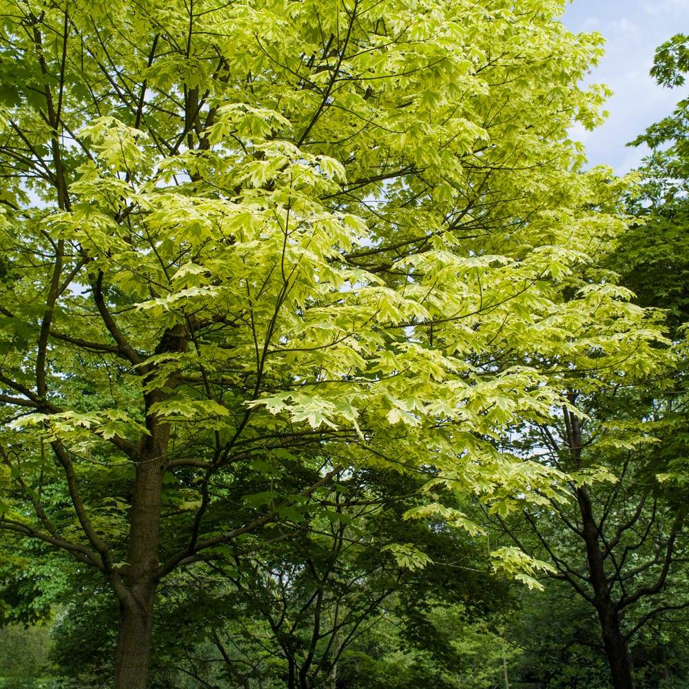 Acer platanoides 'Drummondii' - Érable plane