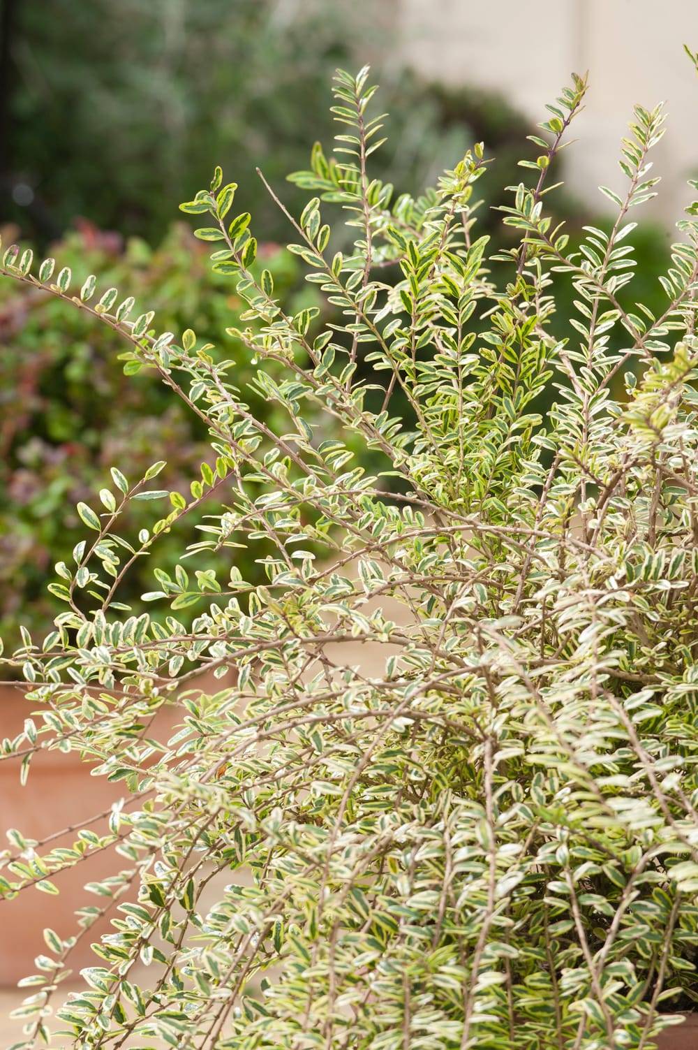 LONICERA ligustrina 'Lemon Beauty' L15/20 C2L-RC - Jardiland