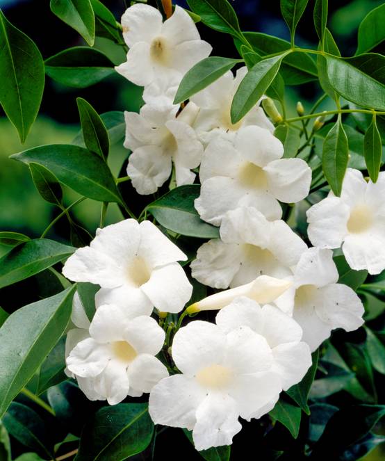 Pandorea jasminoides blanc