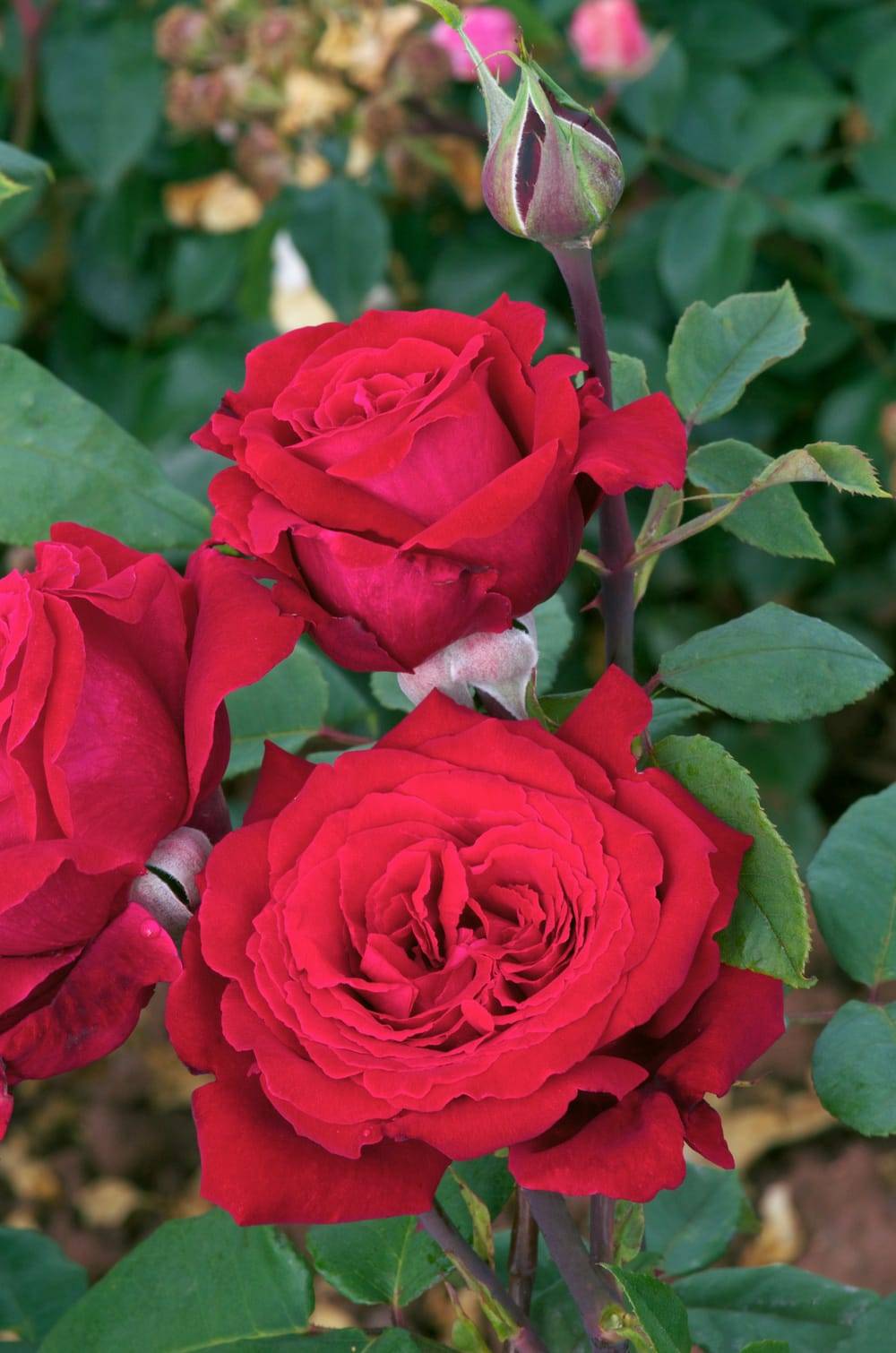 Rosier 'Botero'®