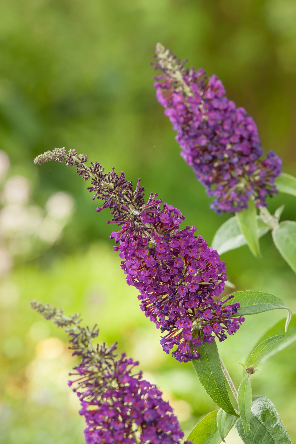 Buddleja davidii Buzz Violet - Arbre aux papillons