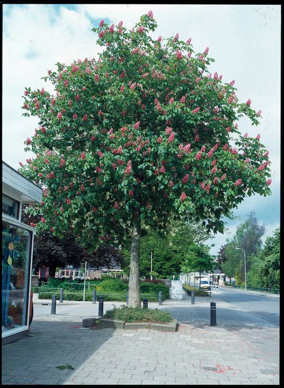 Aesculus x carnea 'Briotii' - Marronnier à fleurs rouges