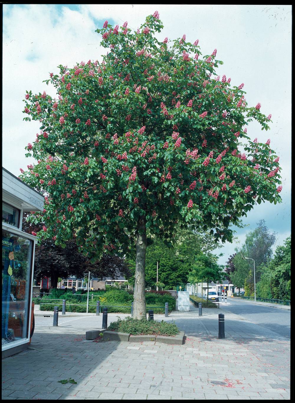 Aesculus x carnea 'Briotii' - Marronnier à fleurs rouges