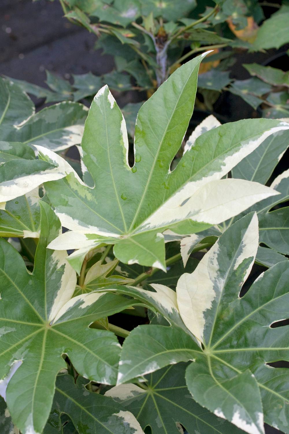 Fatsia japonica 'Variegata' - Aralia du Japon