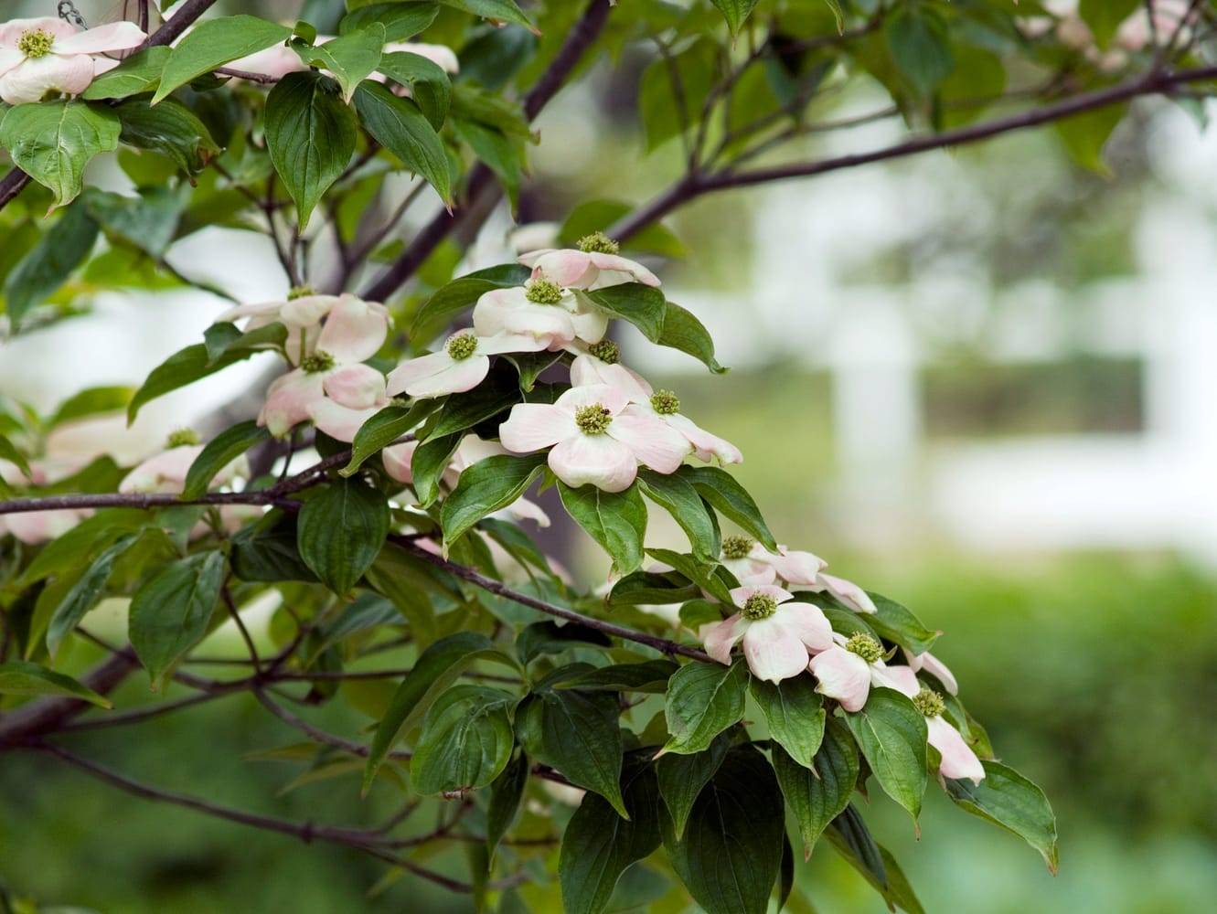 Cornus 'Stellar Pink' - Cornouiller