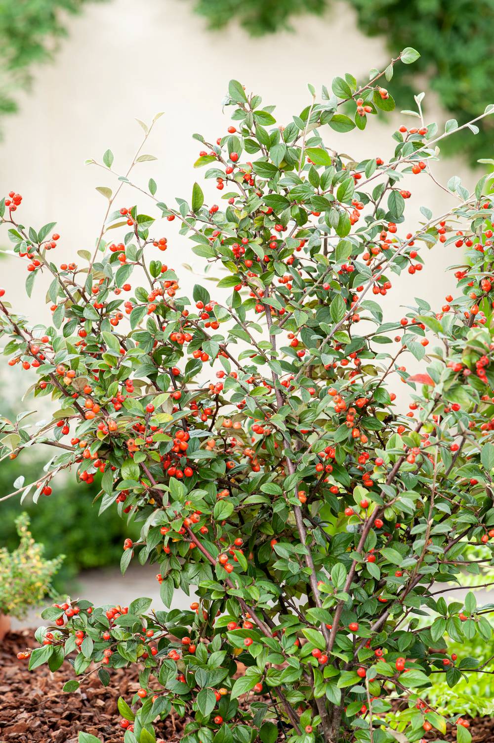 COTONEASTER franchetii 25/30 C2L-RC