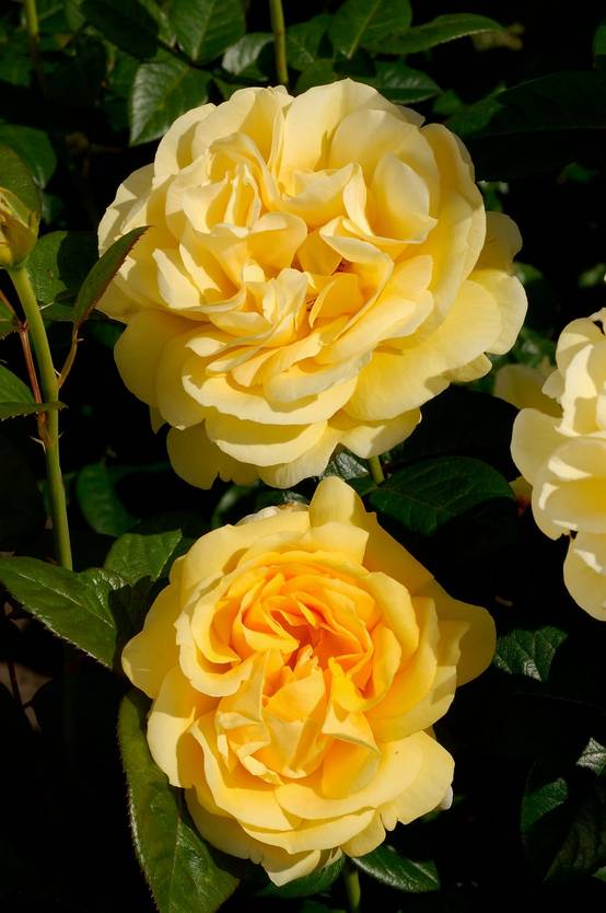 Rosier tige 'Michelangelo'®