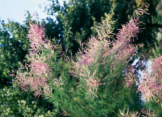 Tamarix ramosissima 'Pink Cascade' - Tamaris d'été