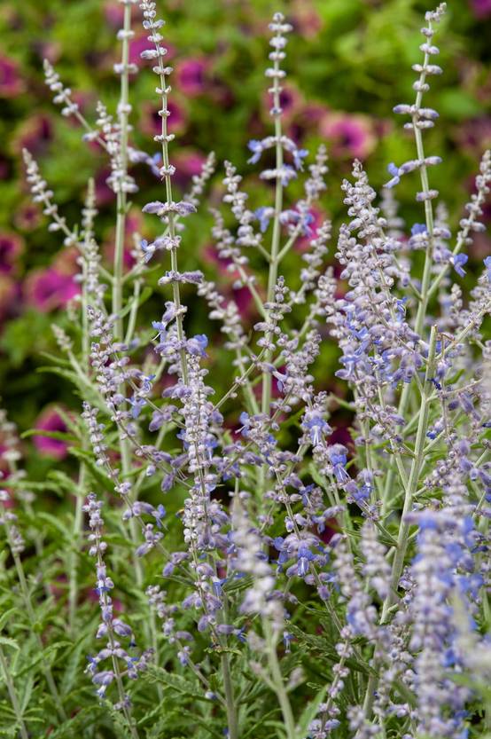 Perovskia atriplicifolia 'Lacey Blue' - Sauge de Russie