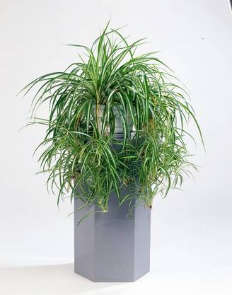 Chlorophytum comosum 'Variegatum' - Plante araignée