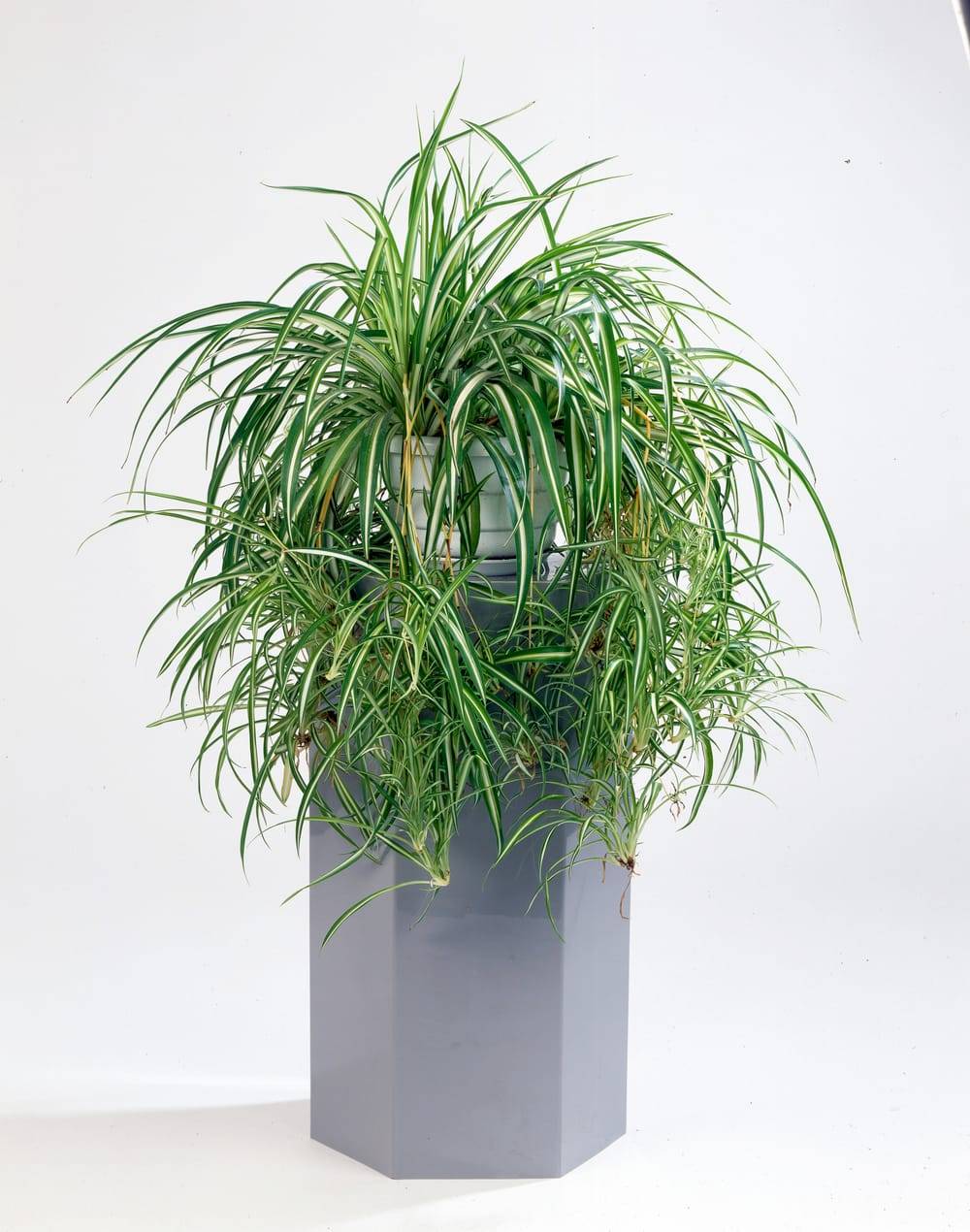 Chlorophytum comosum 'Variegatum' - Plante araigne