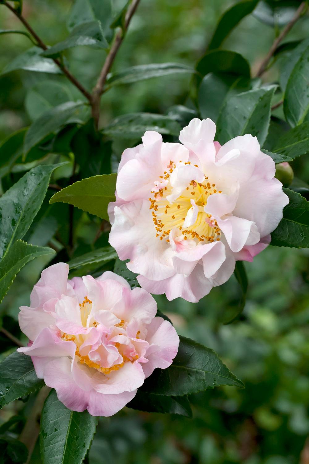Camellia 'High Fragrance' - Camélia