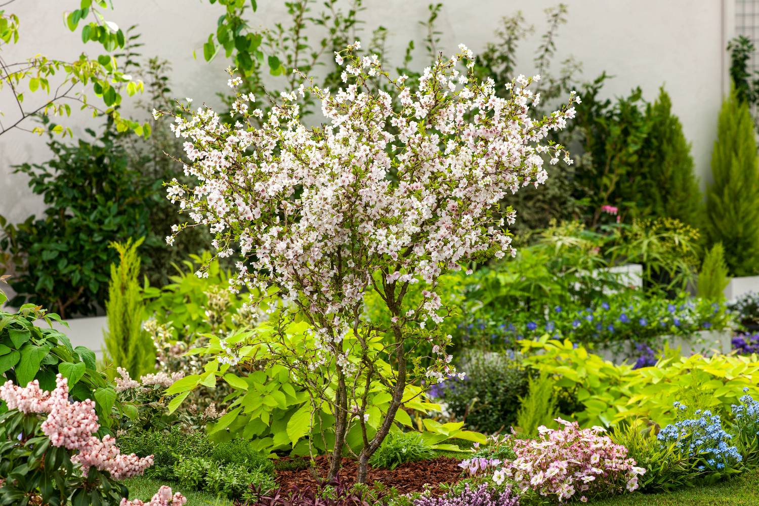 Prunus incisa 'Kojo No Mai' - Cerisier à fleurs 'Kojo No Mai'