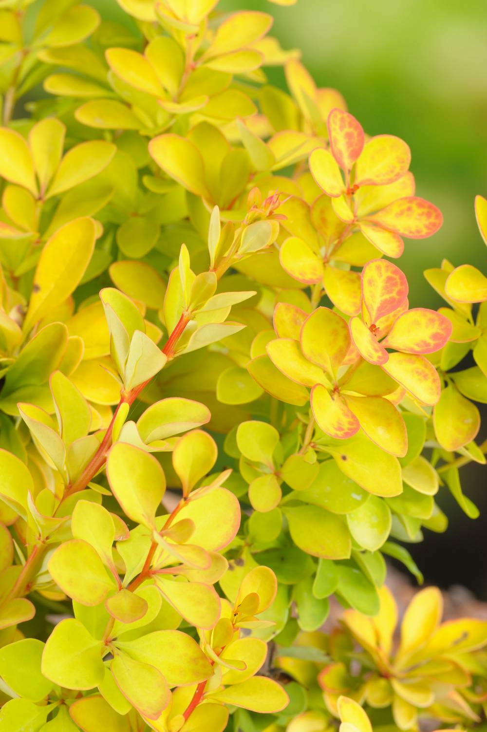 Berberis thunbergii 'Maria' - Épine-vinette de Thunberg